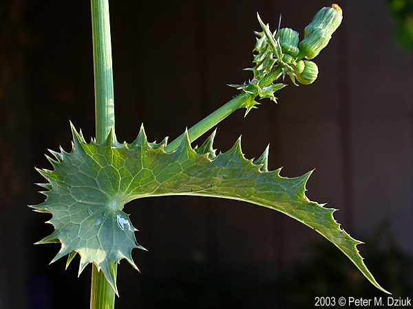 prickly sow-thistle